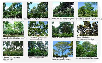 Timber growth, cacao yields, and financial revenues in a long-term experiment of cacao agroforestry systems in northern Honduras
